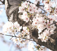 目黒川桜ウォーキング